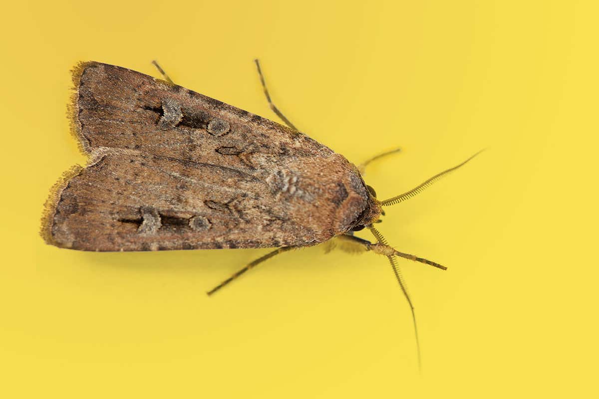 Moths fly 1000 kilometres with Earth’s magnetic field as a guide