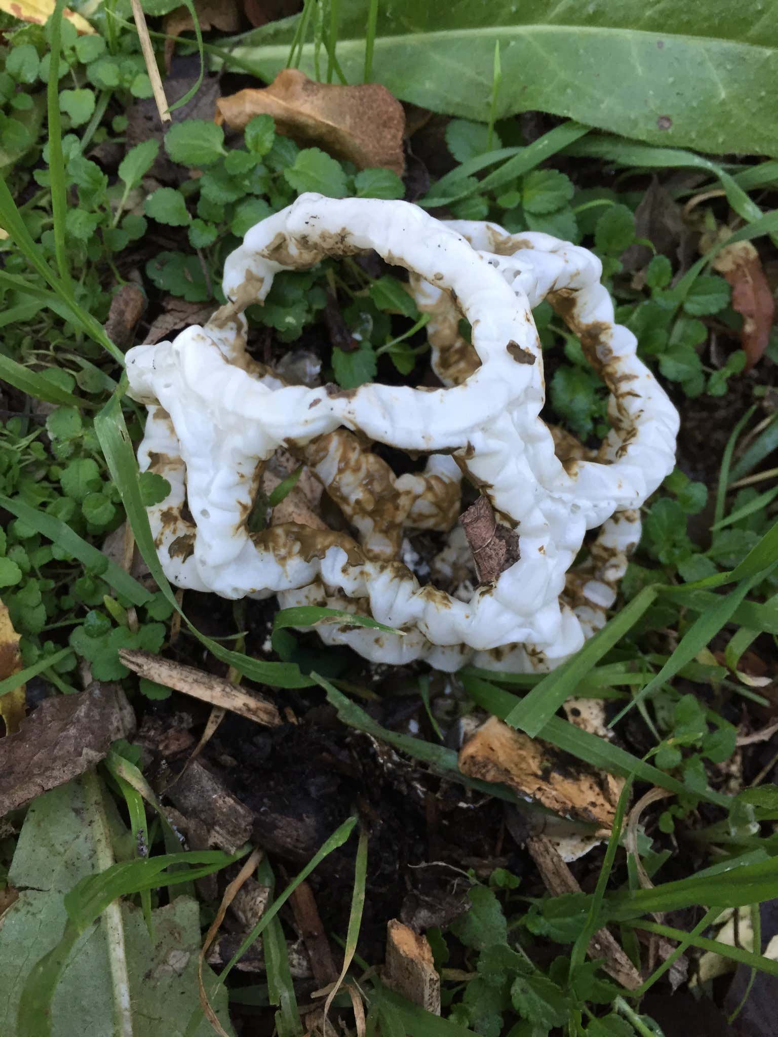 New Scientist. Science news and long reads from expert journalists, covering developments in science, technology, health and the environment on the website and the magazine.