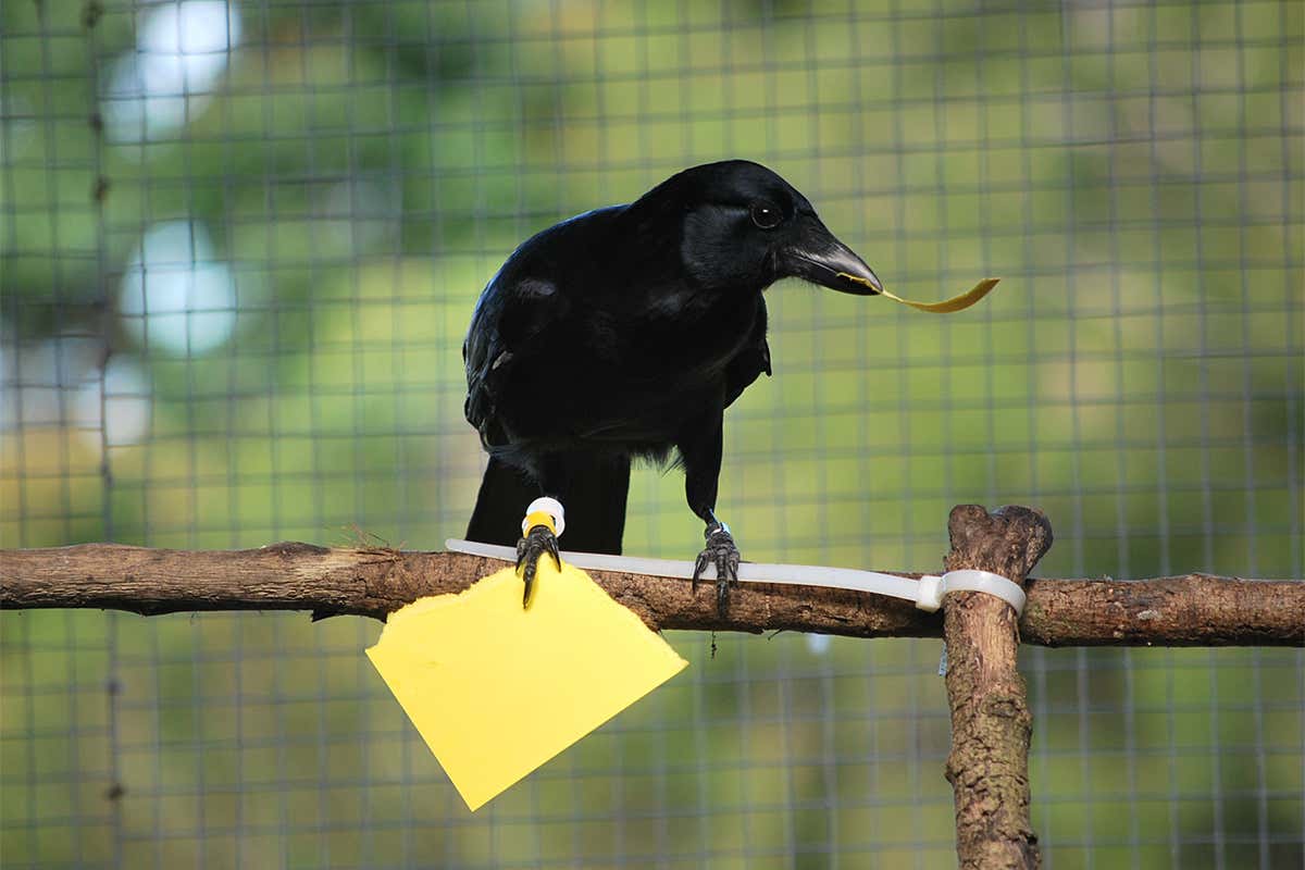 Crows make the right tool by remembering the last one they saw