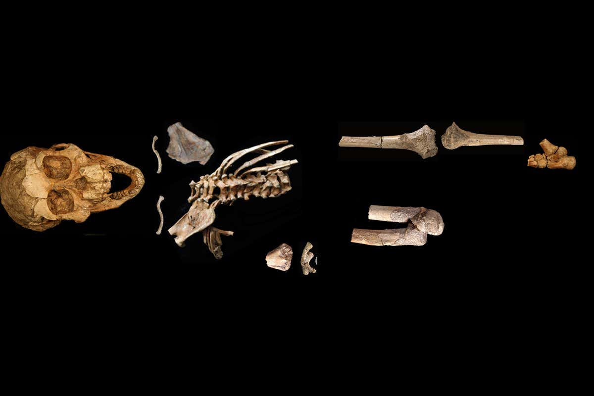 New Scientist. Science news and long reads from expert journalists, covering developments in science, technology, health and the environment on the website and the magazine.