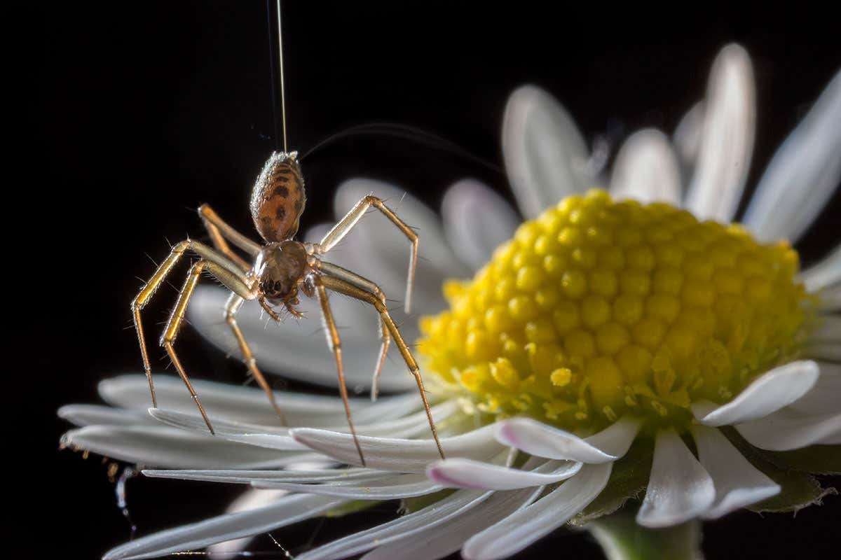 Spiders can use electricity in the air to balloon for kilometres