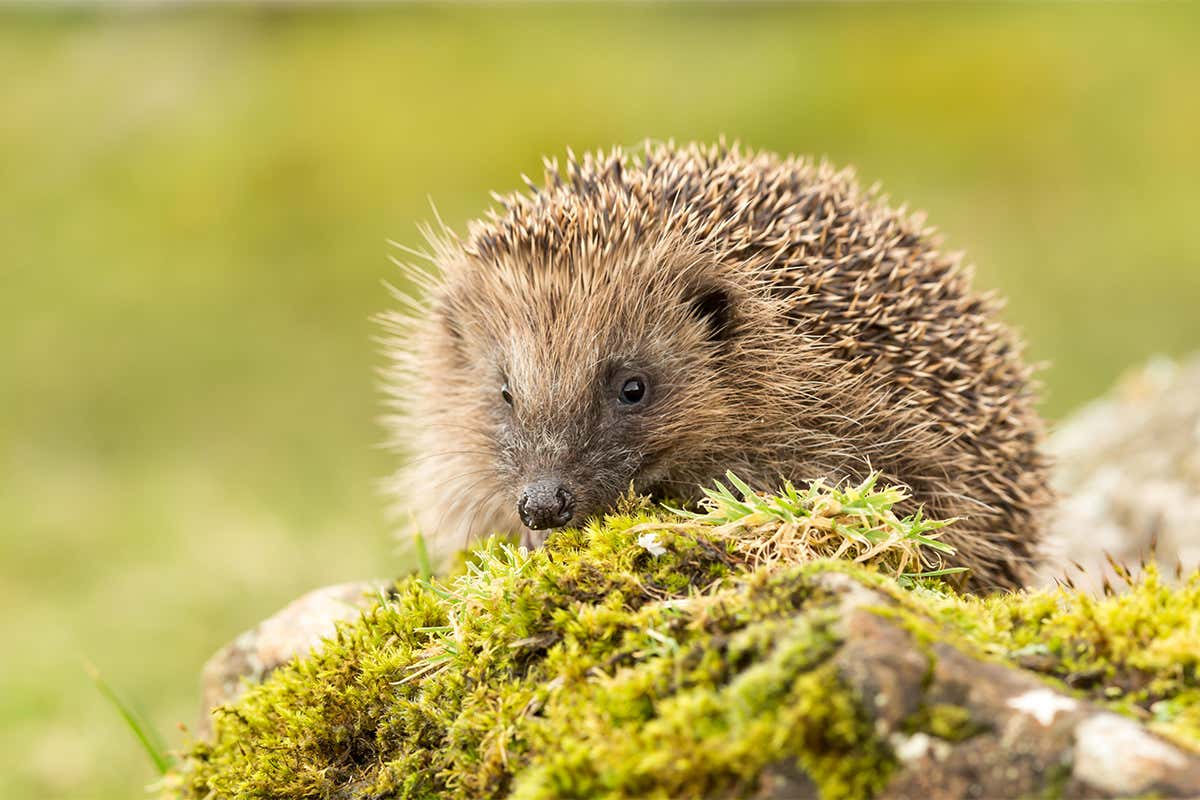 A close-up of a hedgehog