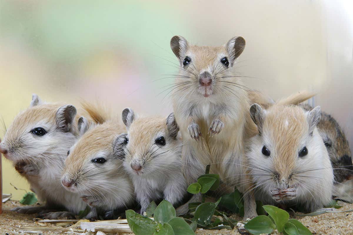 Gerbils