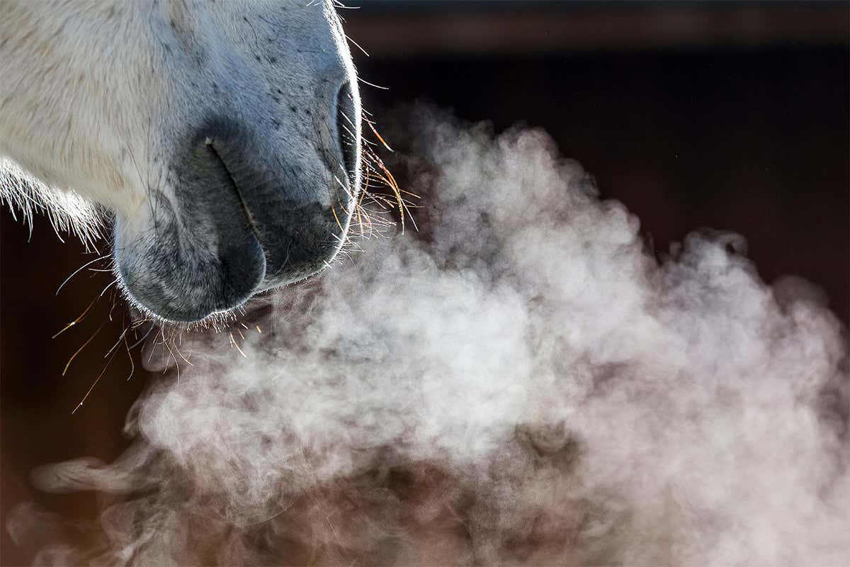 We now know why horses snort - because they're happy