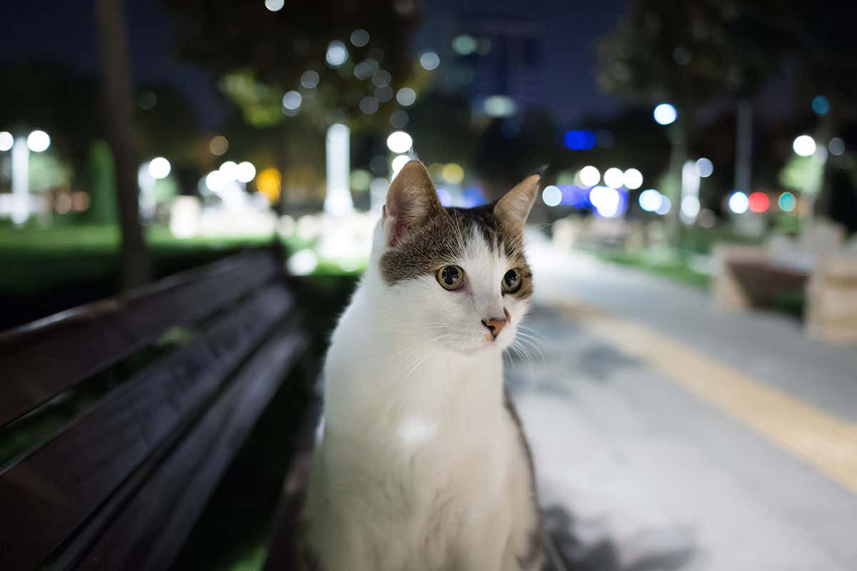 A cat by the roadside