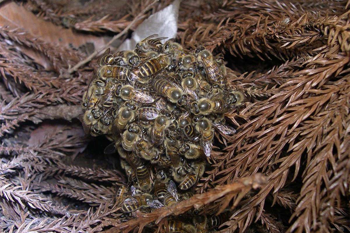 Honeybees gang up to roast invading hornets alive — at a terrible cost
