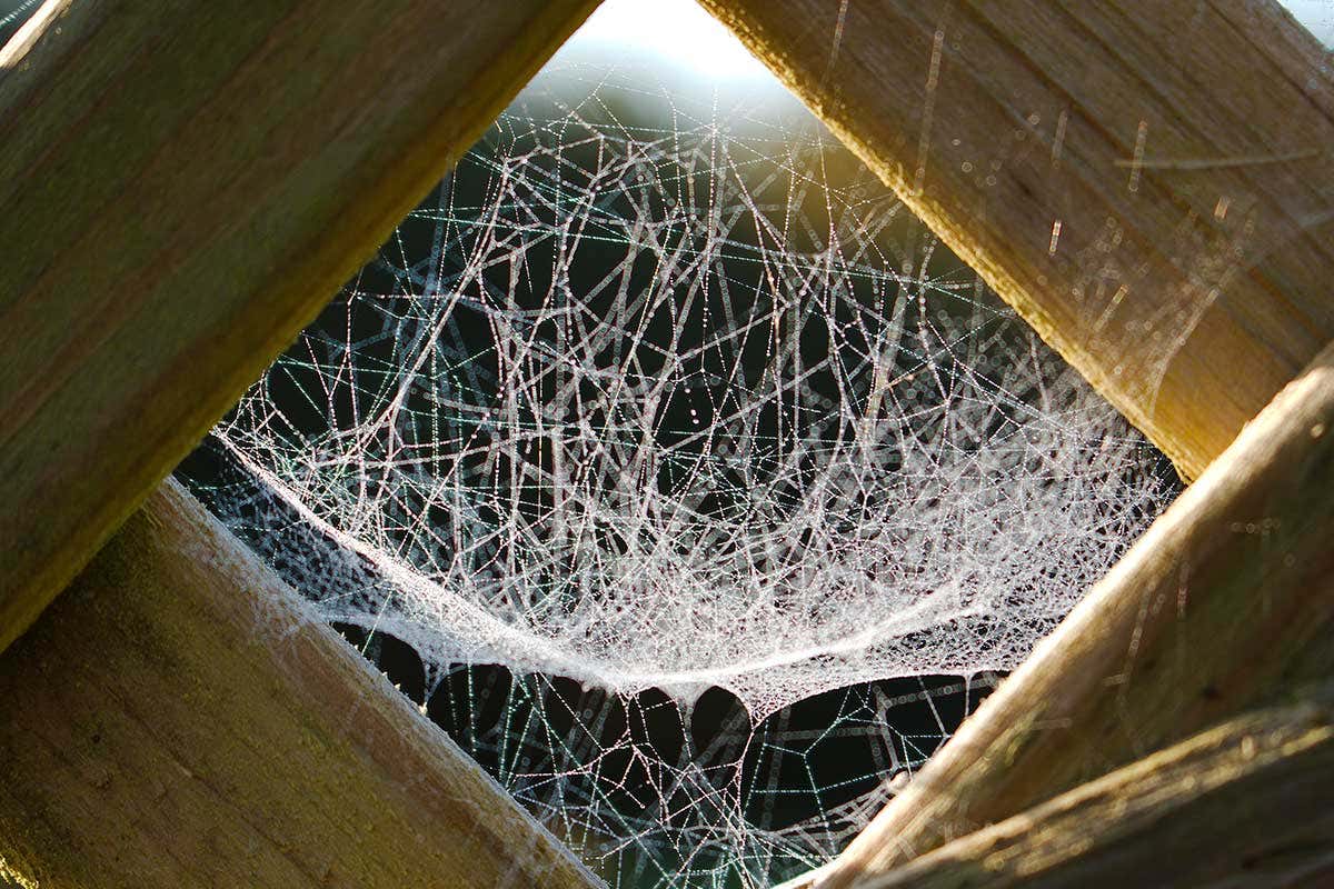 Artificial skin grown from spider silk could help heal wounds