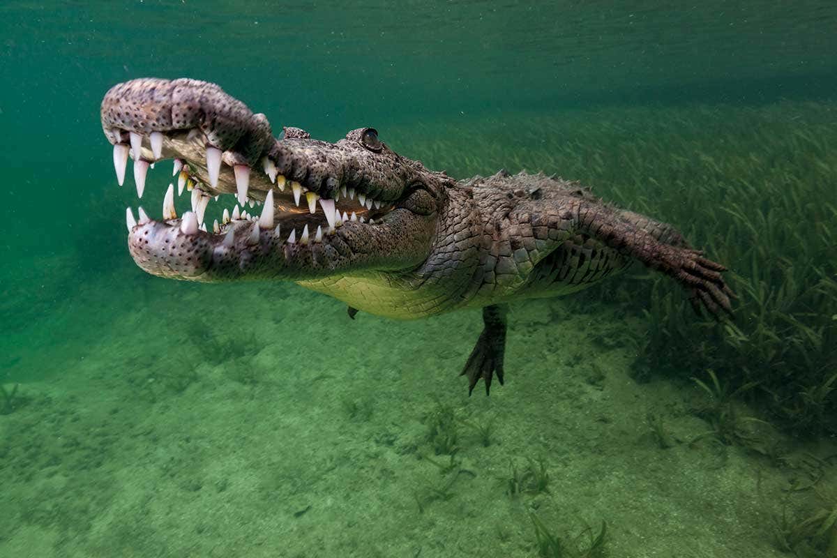 crocodile