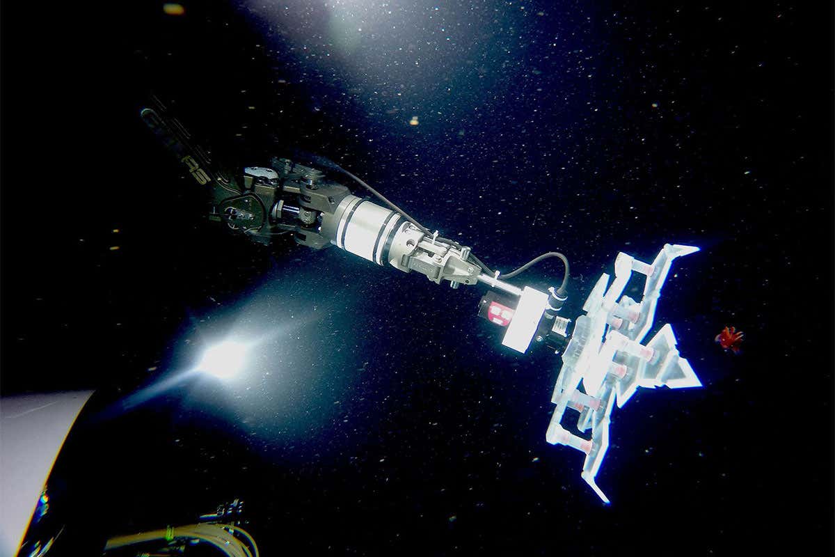 A robotic grabber prepares to grab a squid