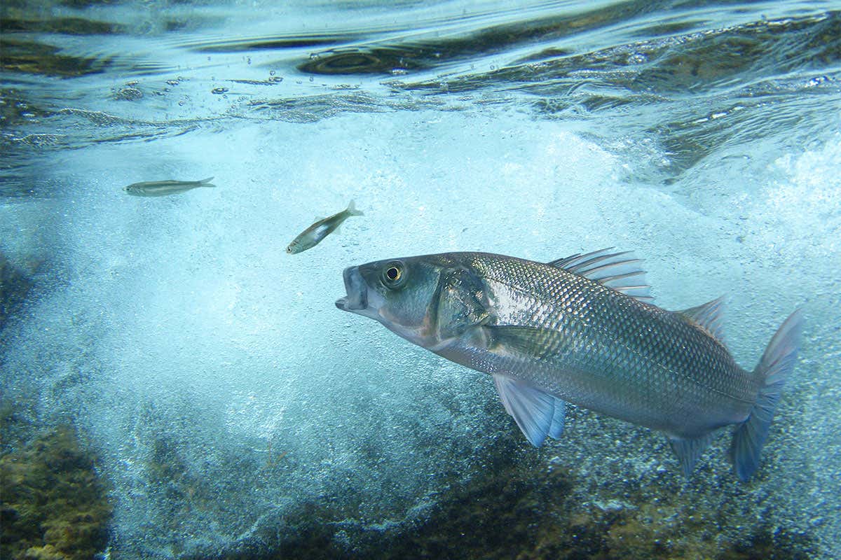 New Scientist. Science news and long reads from expert journalists, covering developments in science, technology, health and the environment on the website and the magazine.