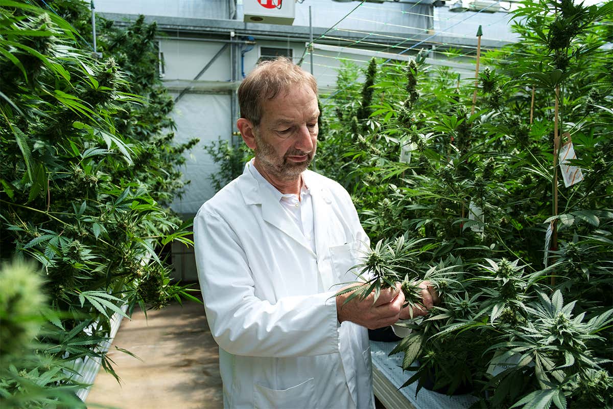 David Potter breeds cannabis plants for medical use