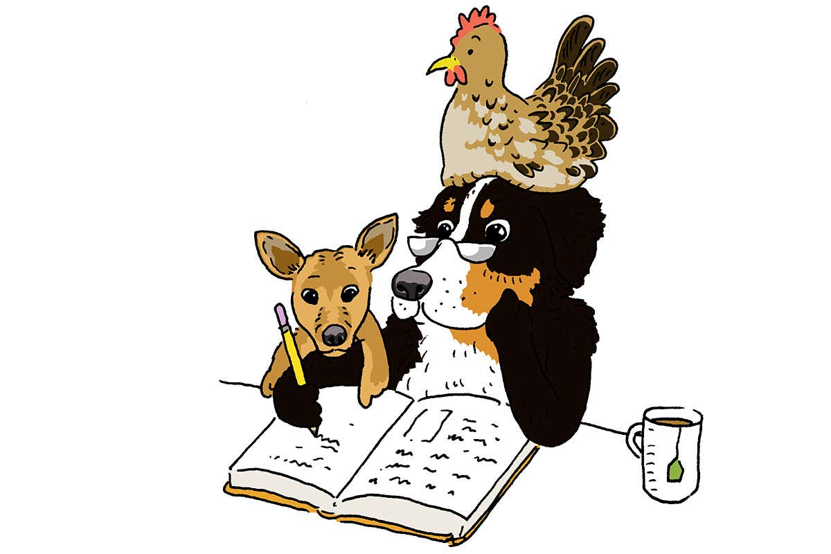 dog and chicken cartoon