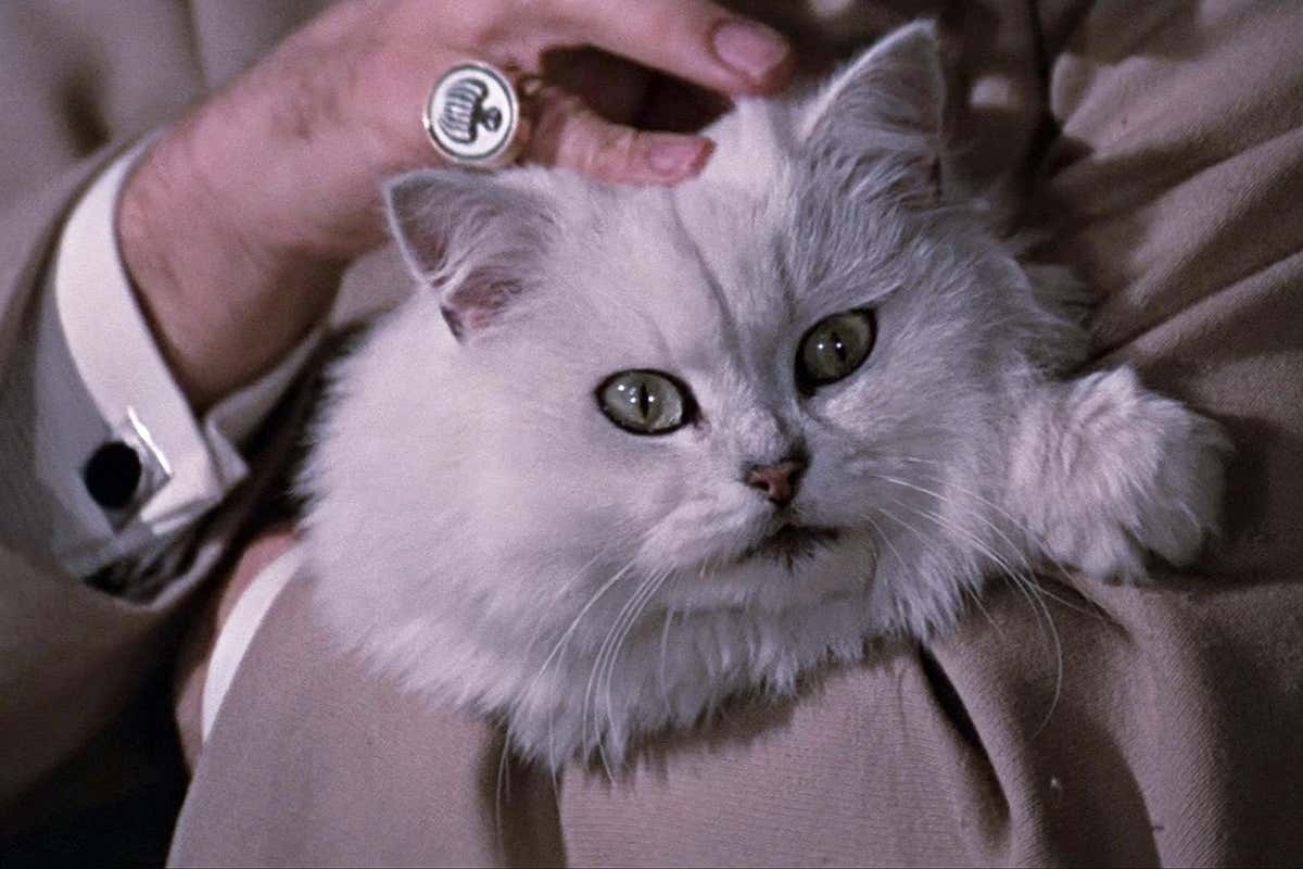 Business students more likely to have a brain parasite spread by cats