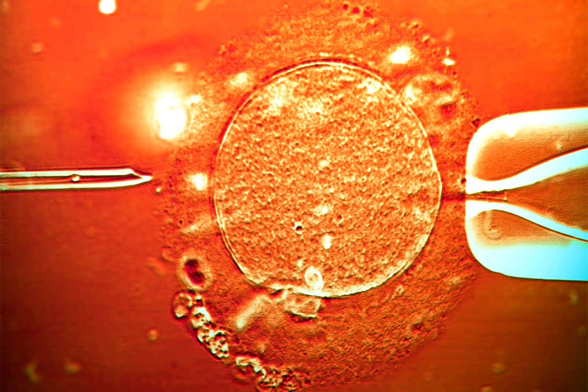 An egg under a microscope