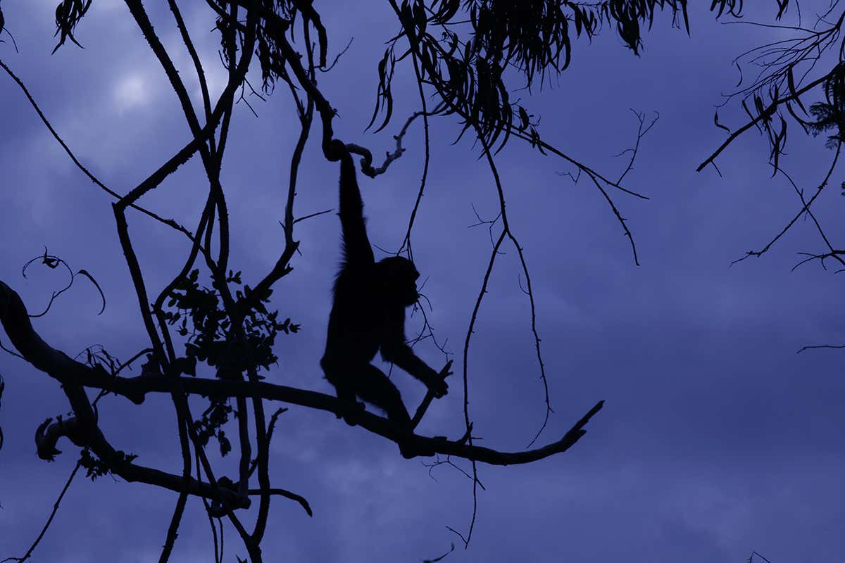 New Scientist. Science news and long reads from expert journalists, covering developments in science, technology, health and the environment on the website and the magazine.