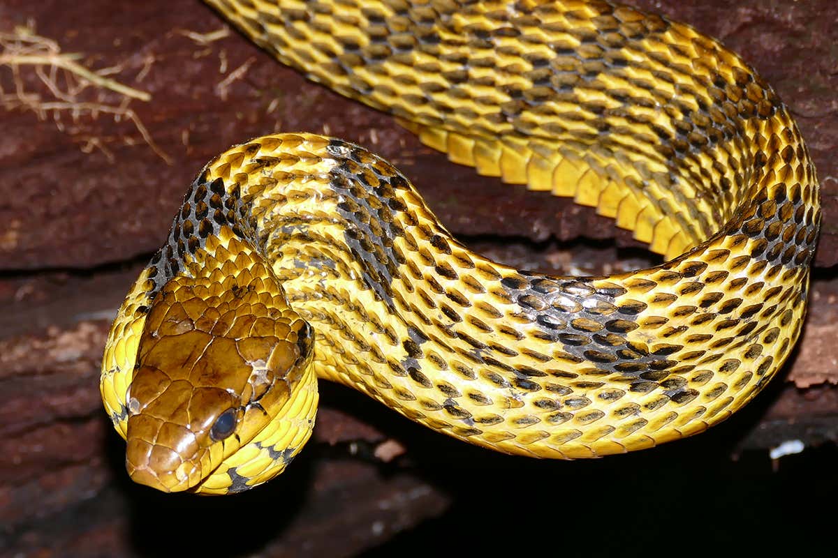 An Amazonian snake has two types of venom that kill different prey