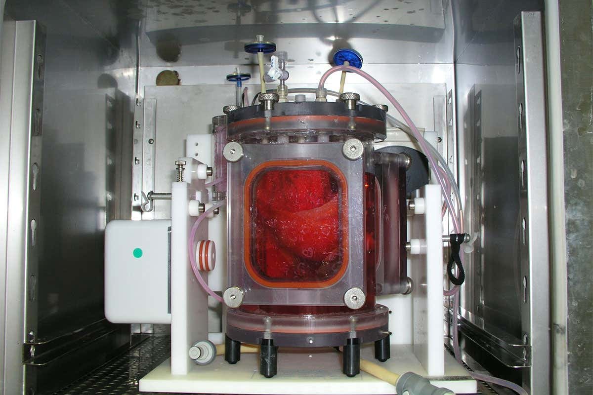 Bio-engineered lungs are the first successful organs made in the lab