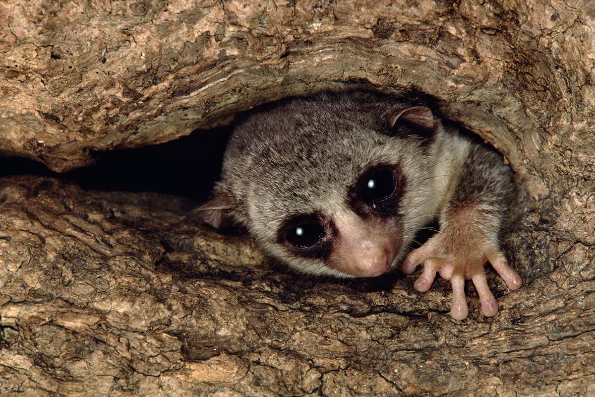 New Scientist. Science news and long reads from expert journalists, covering developments in science, technology, health and the environment on the website and the magazine.