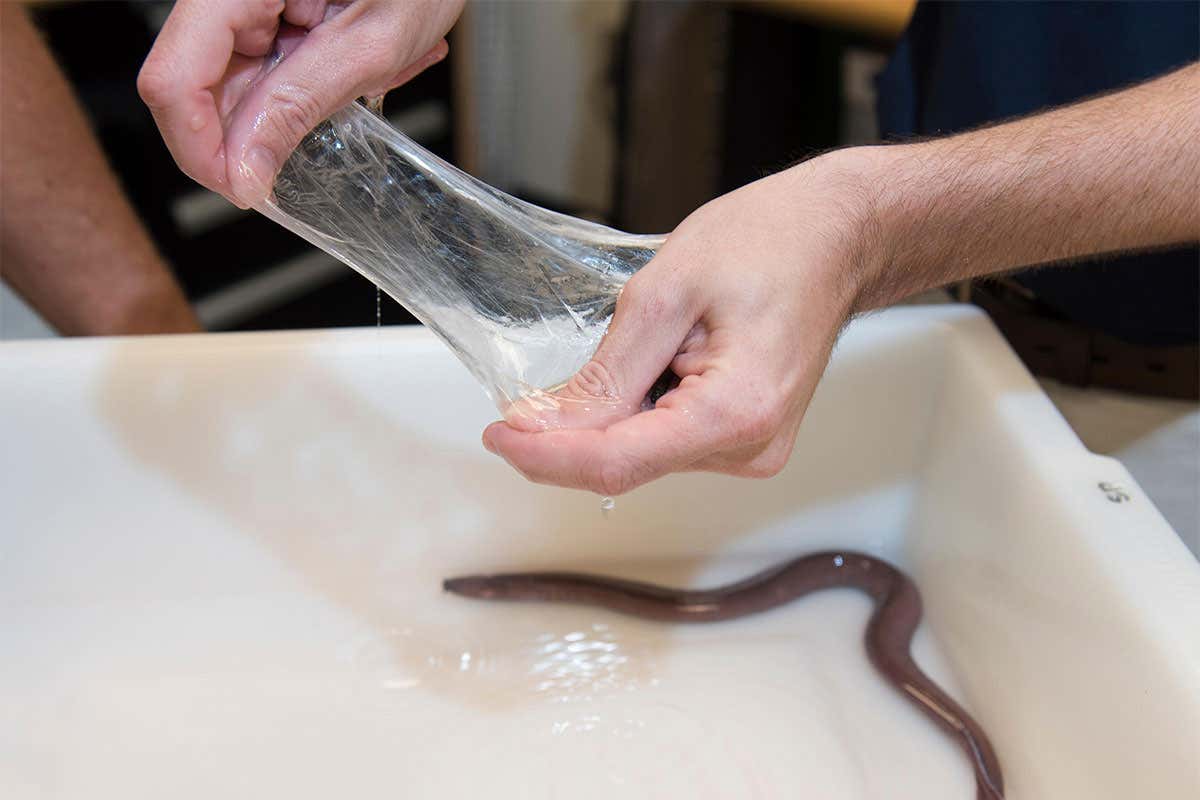 New Scientist. Science news and long reads from expert journalists, covering developments in science, technology, health and the environment on the website and the magazine.