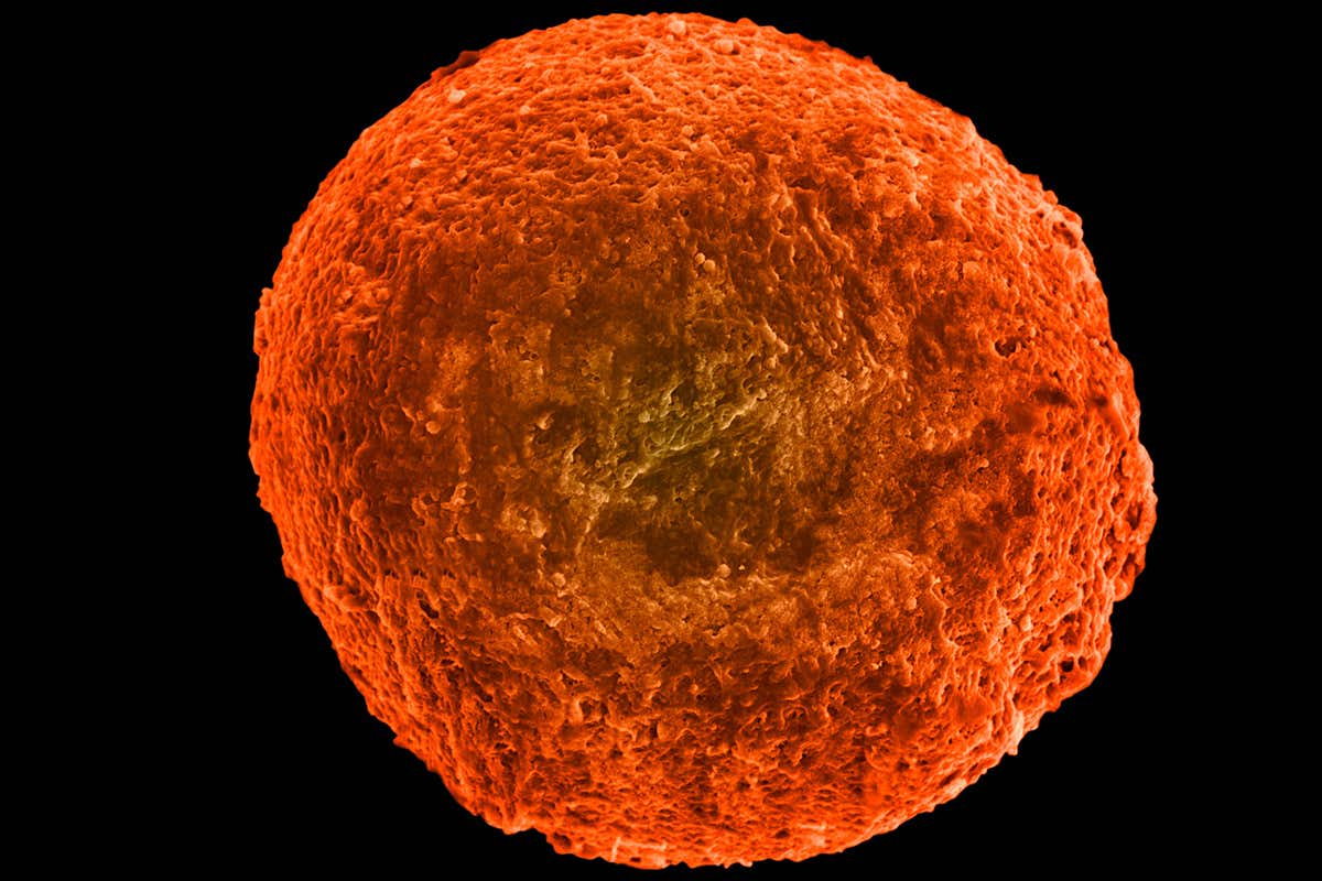 A human egg cell