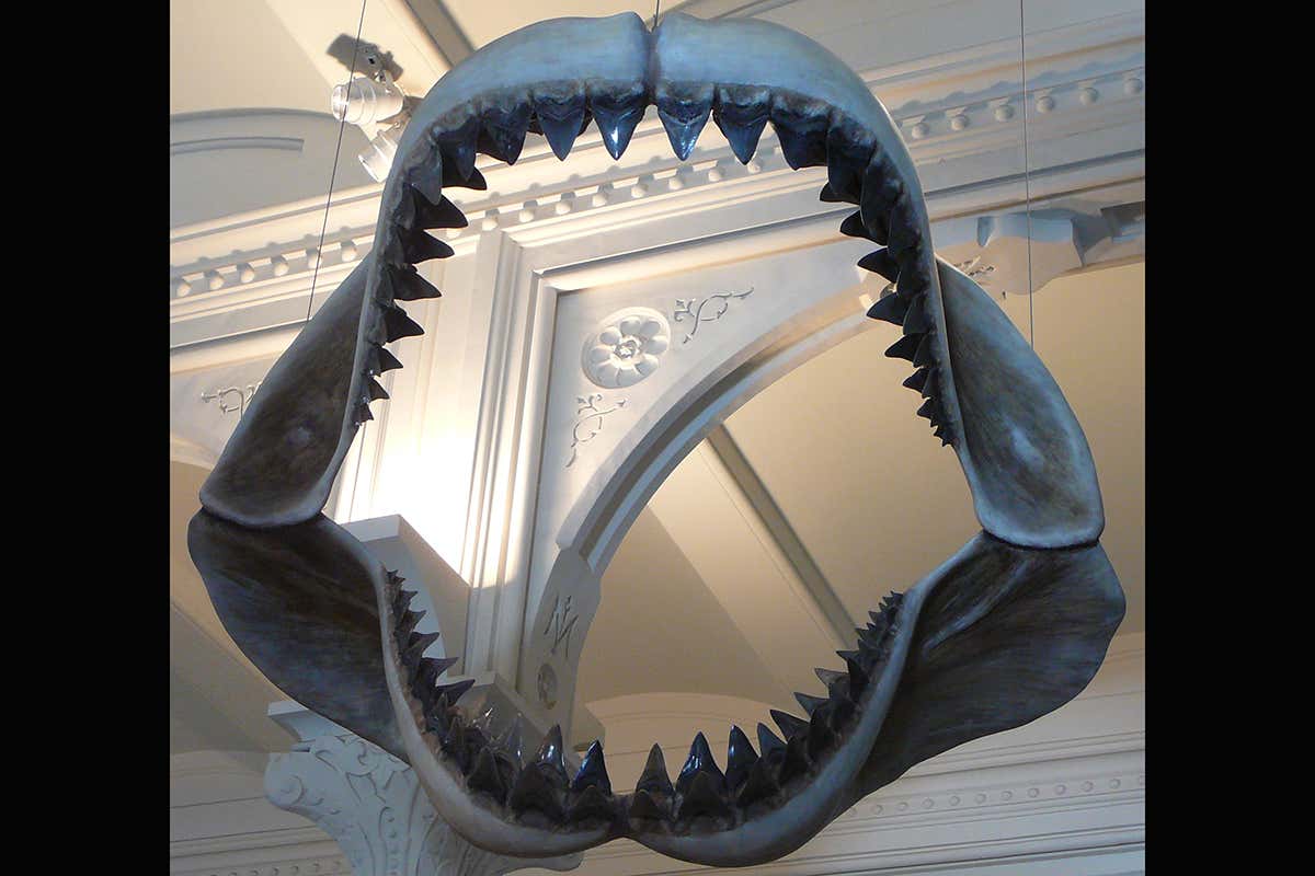 Open wide: the jaws of a real Megalodon