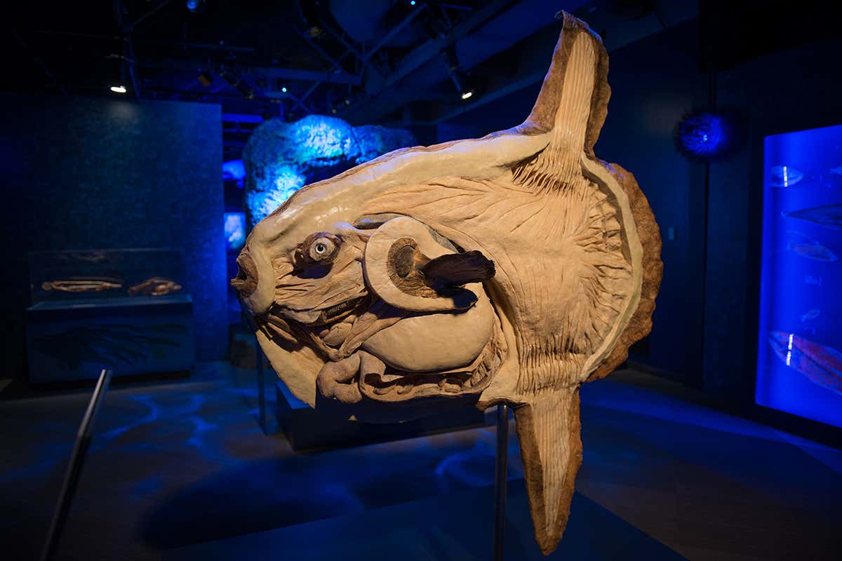Preserved ocean creatures make landfall in London