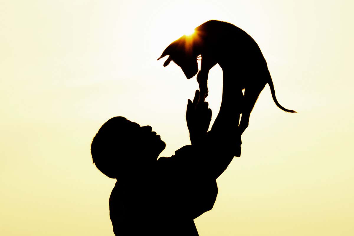 Silhouette of a person lifting up their cat