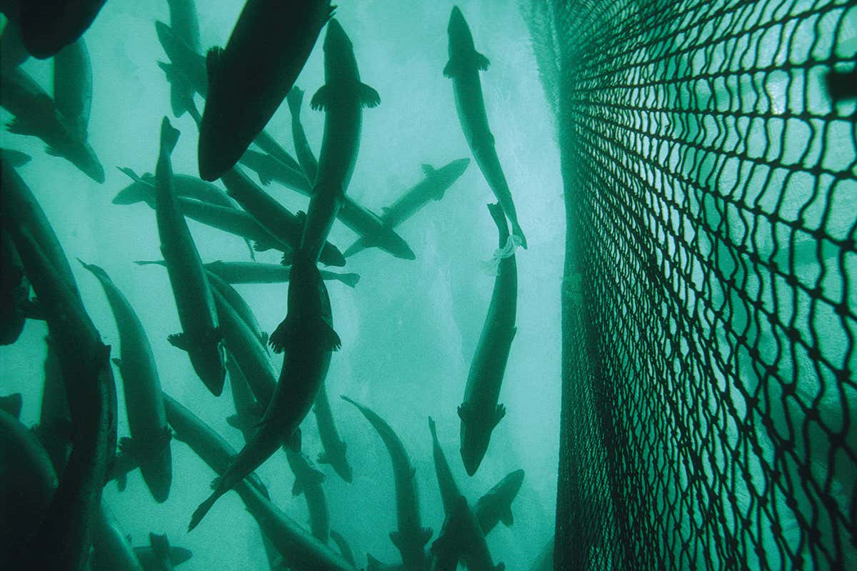 Sterile fish could help wild salmon dodge the ‘gene pollution’ effect