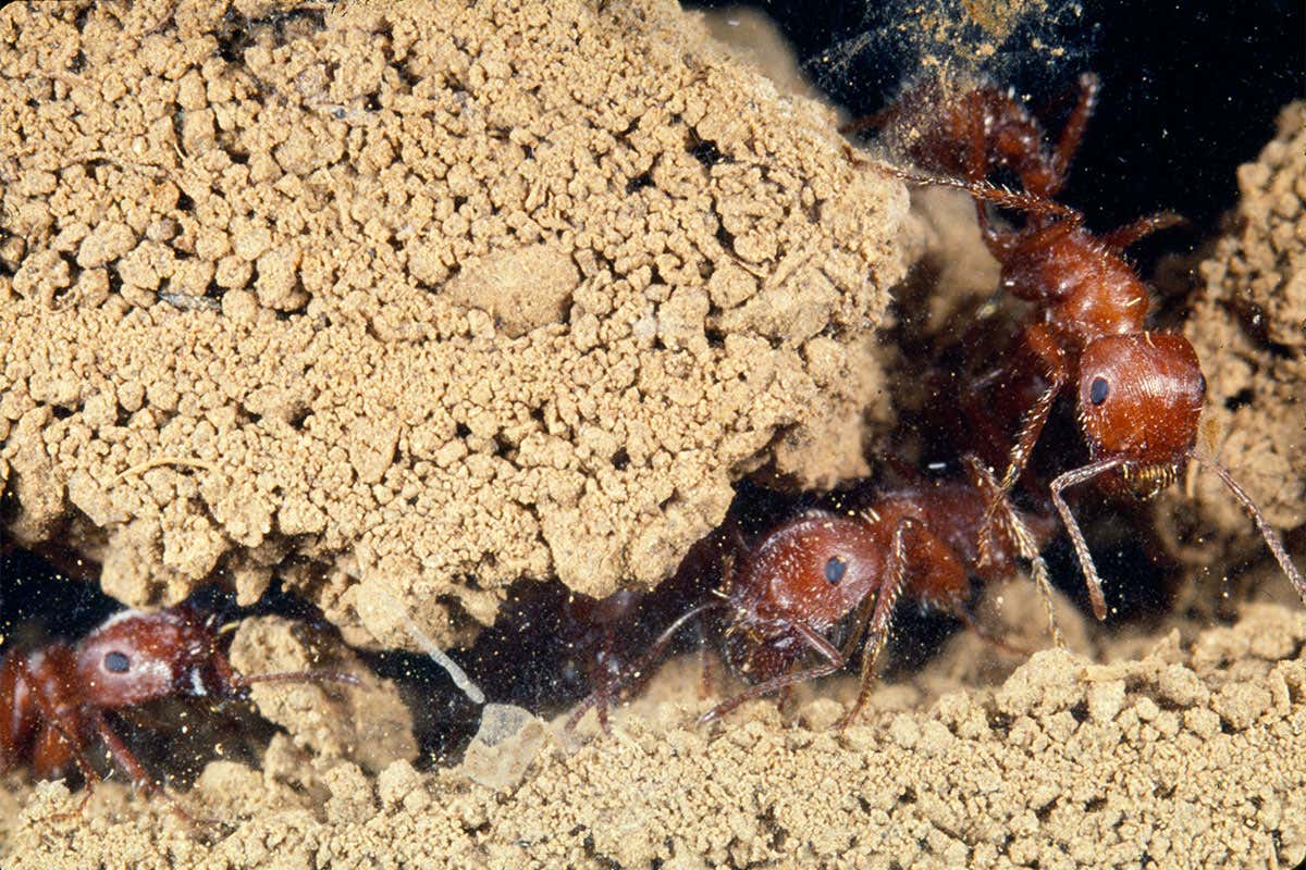 Future robot swarms should copy lazy ants who let others do the work