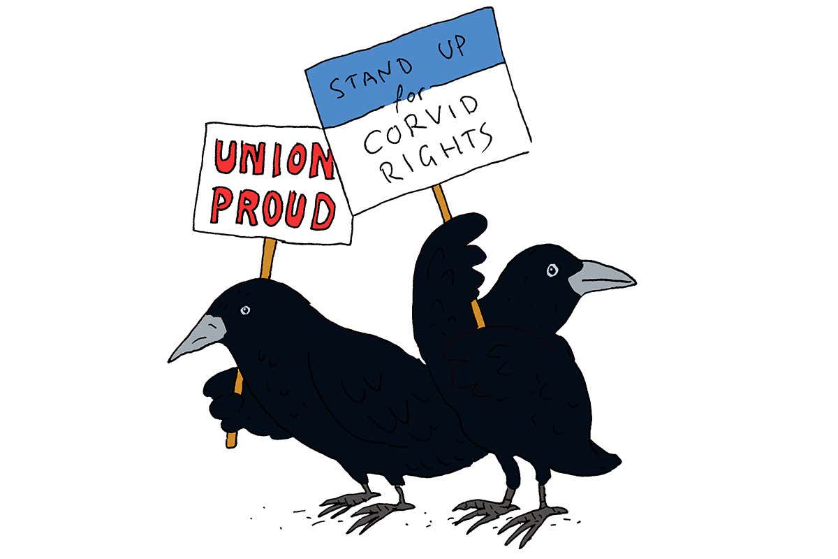 crows cartoon