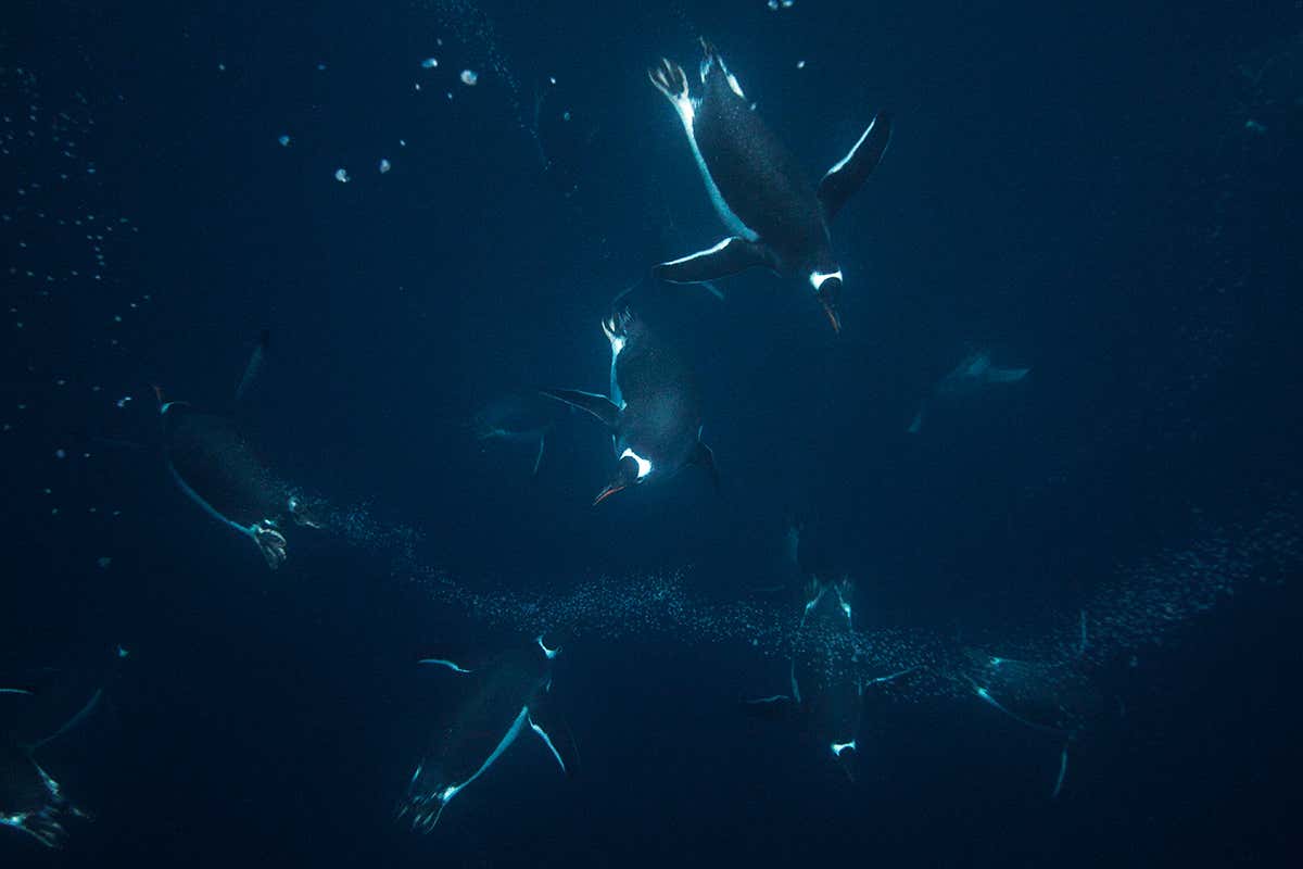 penguins hunting for food