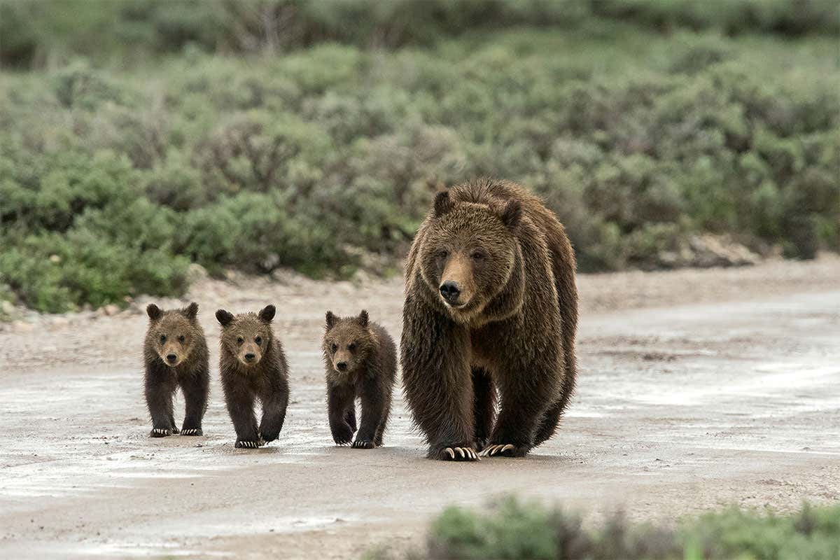 Grizzly bear family