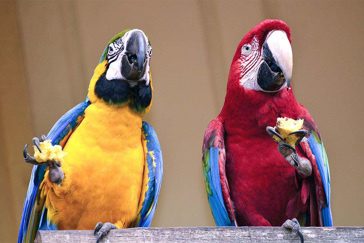 Two macaws