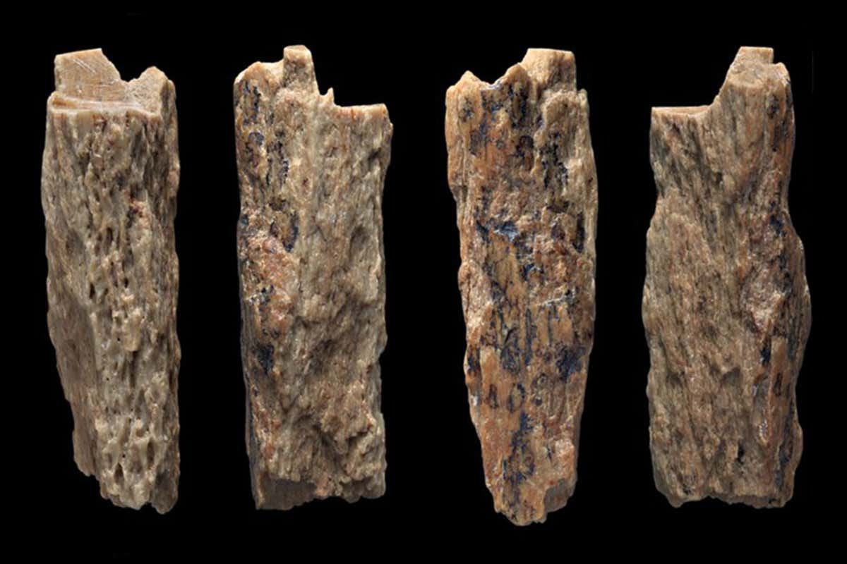 A sliver of bone from a girl who was half-Neanderthal, half-Denisovan