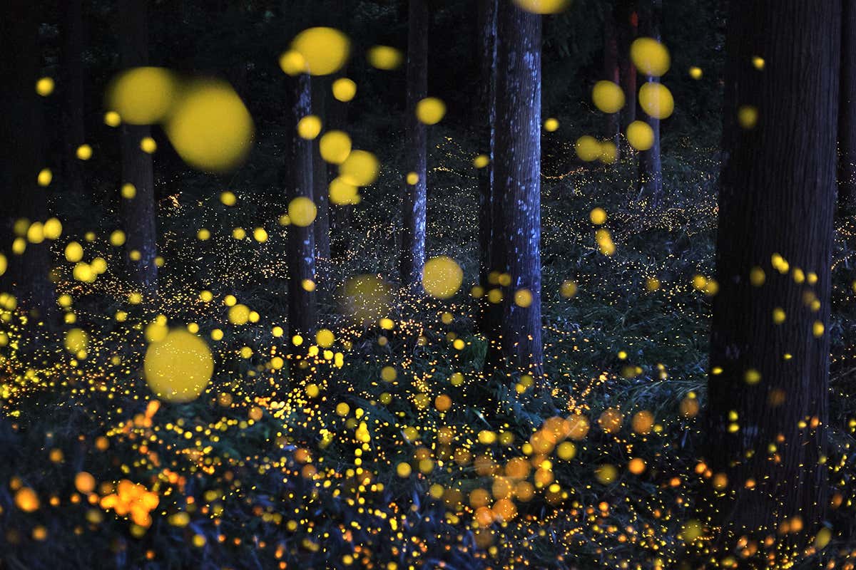 Fireflies light up the night