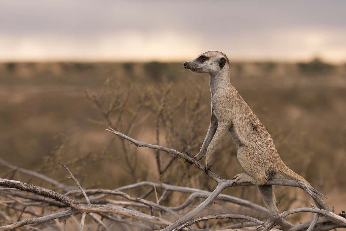 Meerkat standing guard