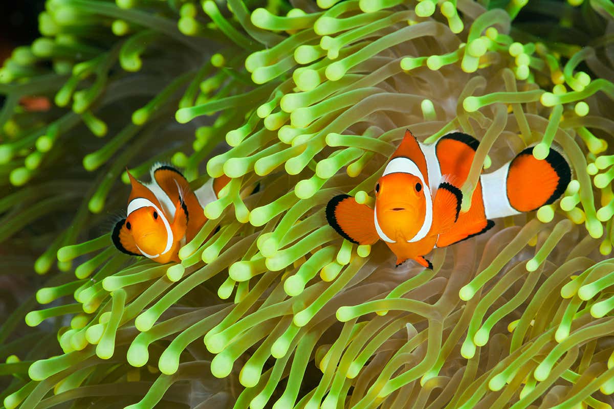 Clownfish and a sea anemone