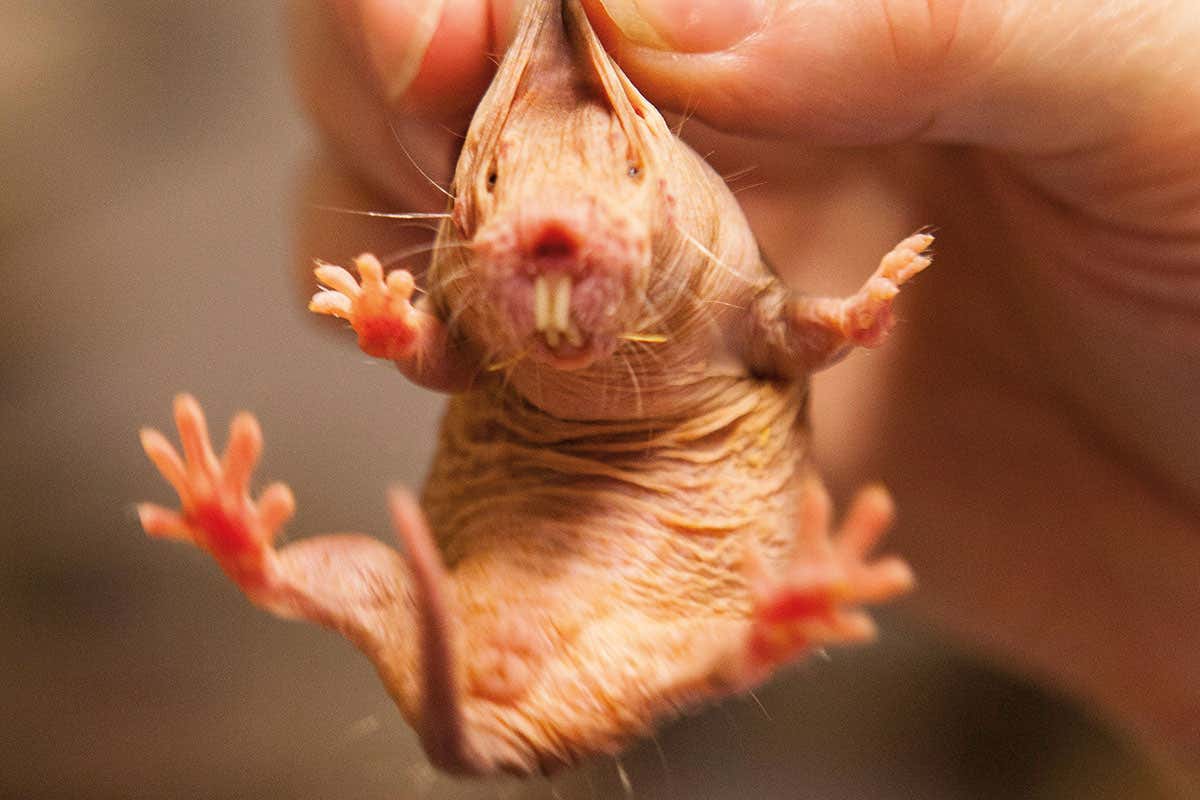 Naked mole rat baby