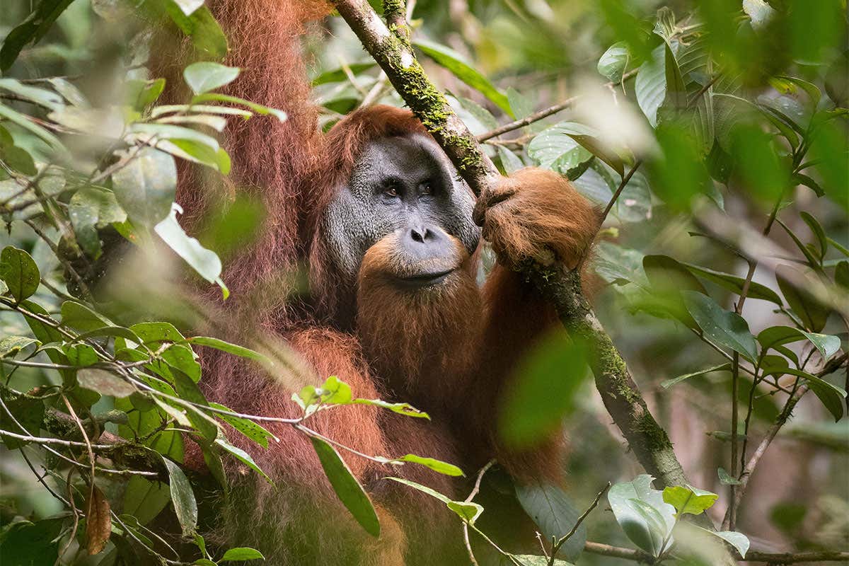 New Scientist. Science news and long reads from expert journalists, covering developments in science, technology, health and the environment on the website and the magazine.