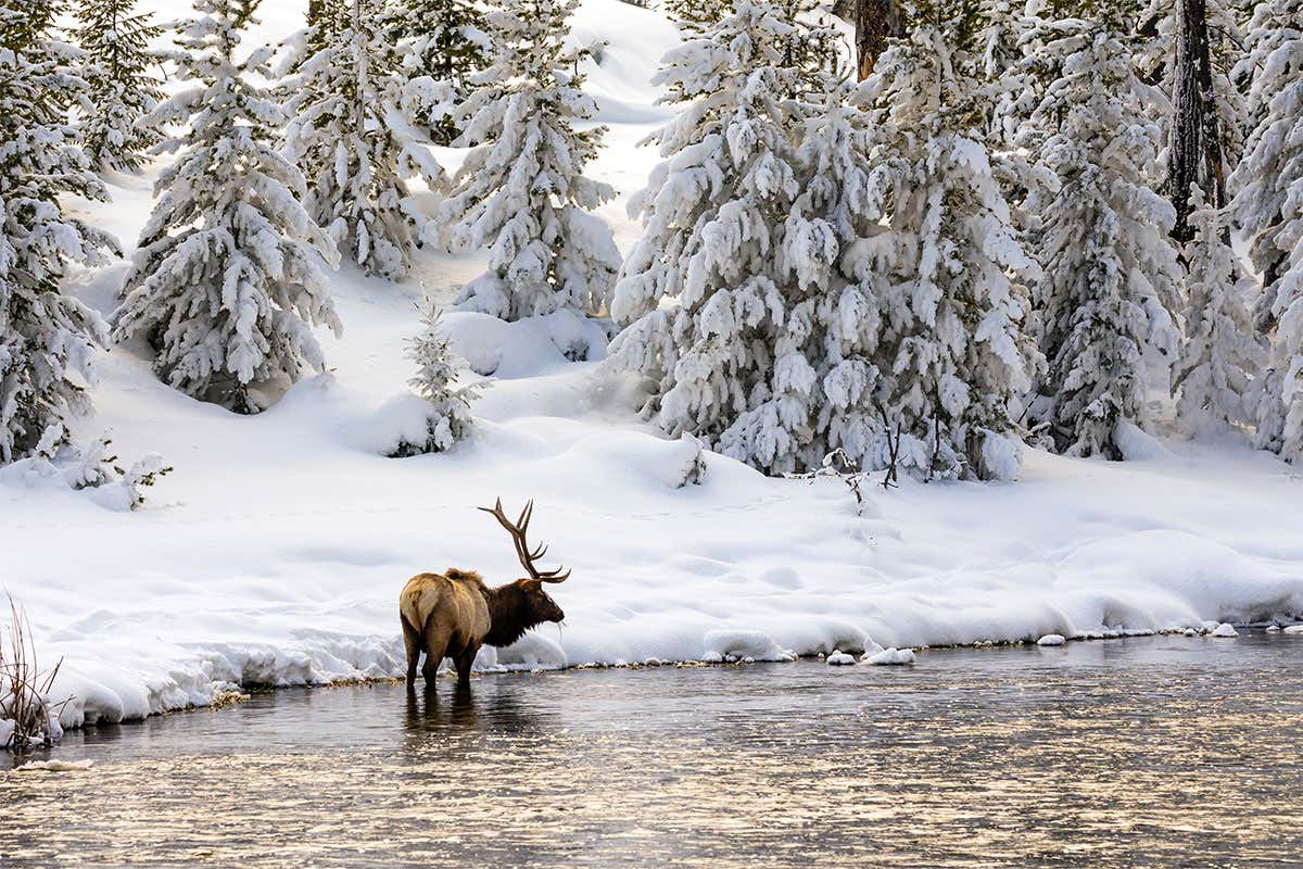Elk in the snow