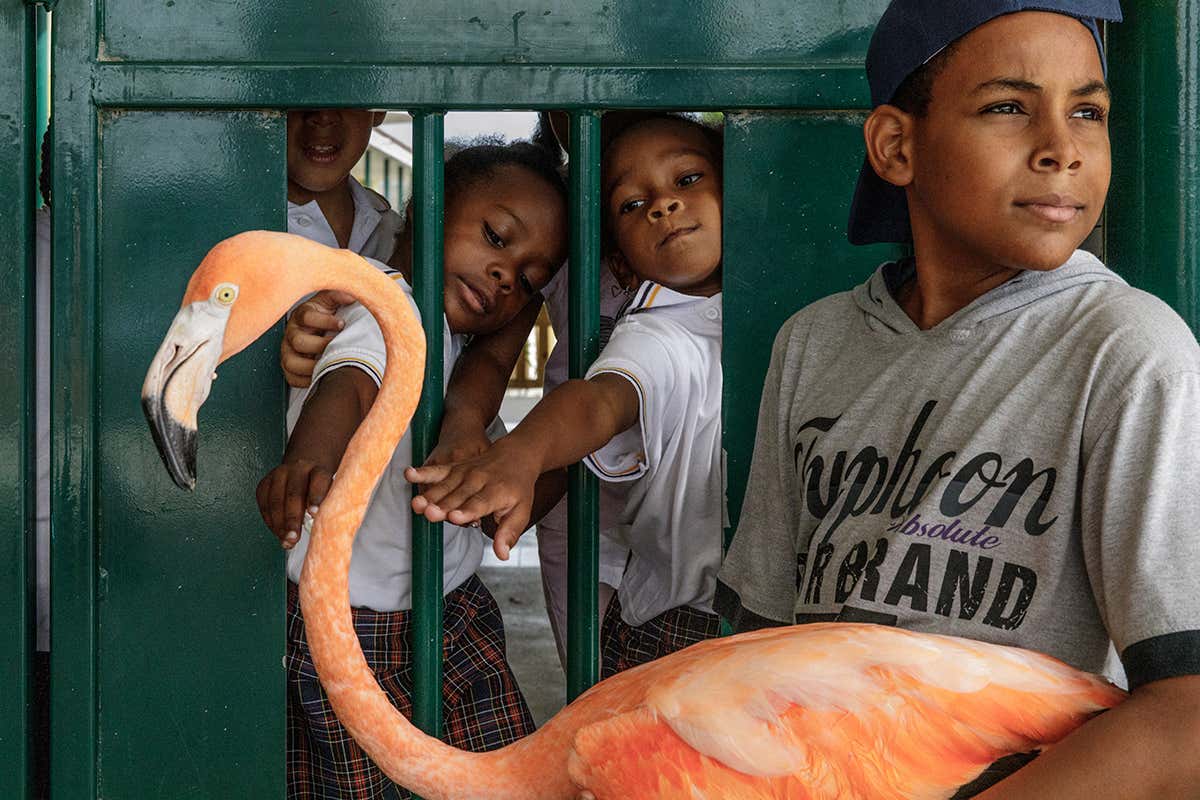 boy holding flamingo