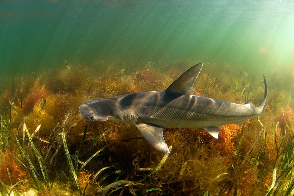 bonnethead shark