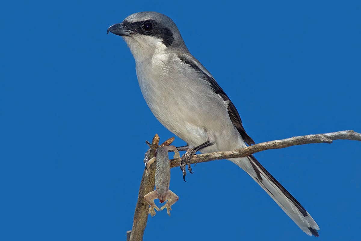 loggerhead shrike
