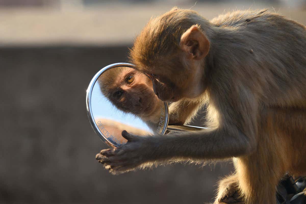 Monkey in mirror