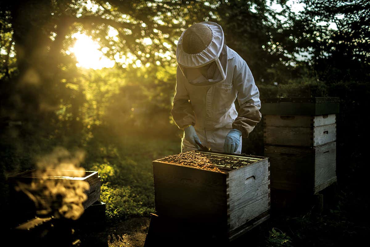 beekeeper