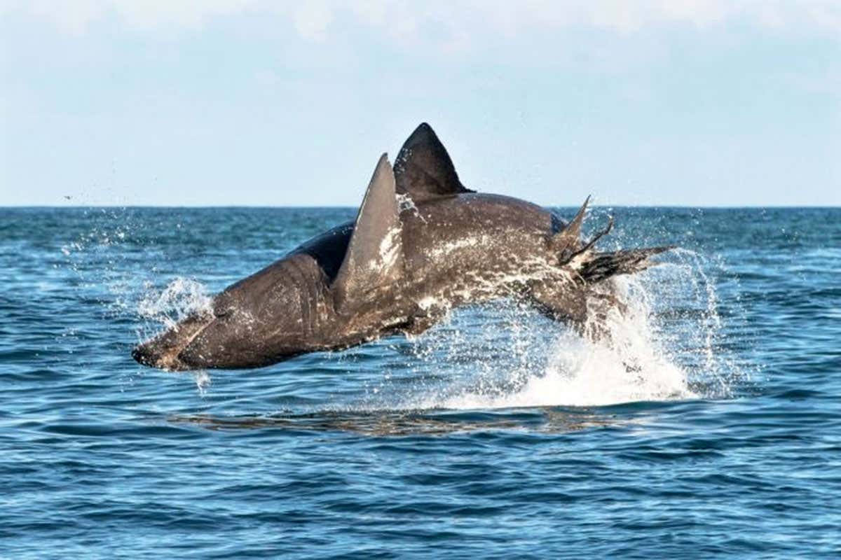 A basking shark leaps from the water
