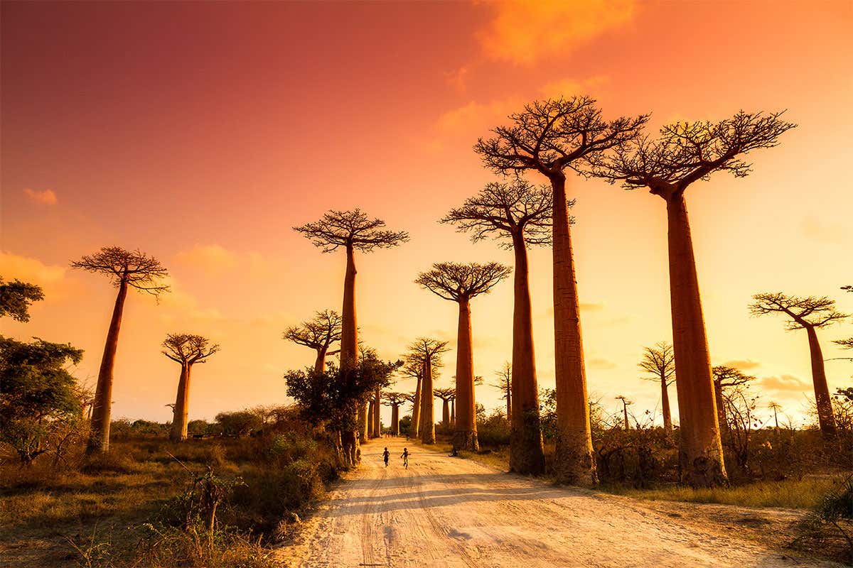 baobab trees
