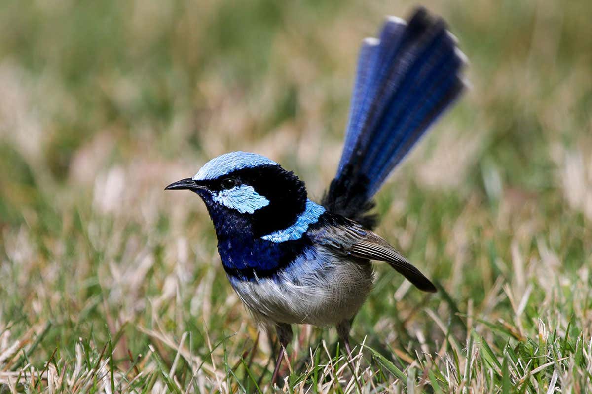 fairy-wren