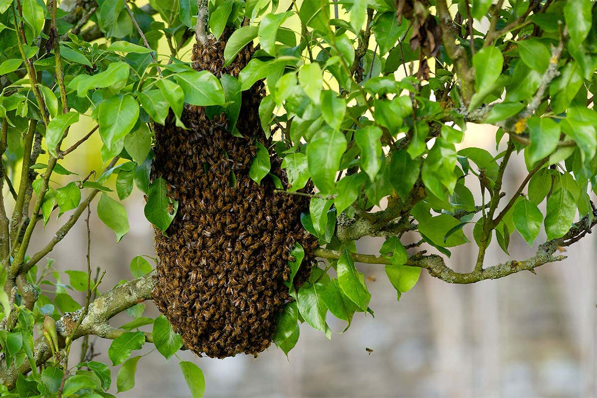 bee swarm