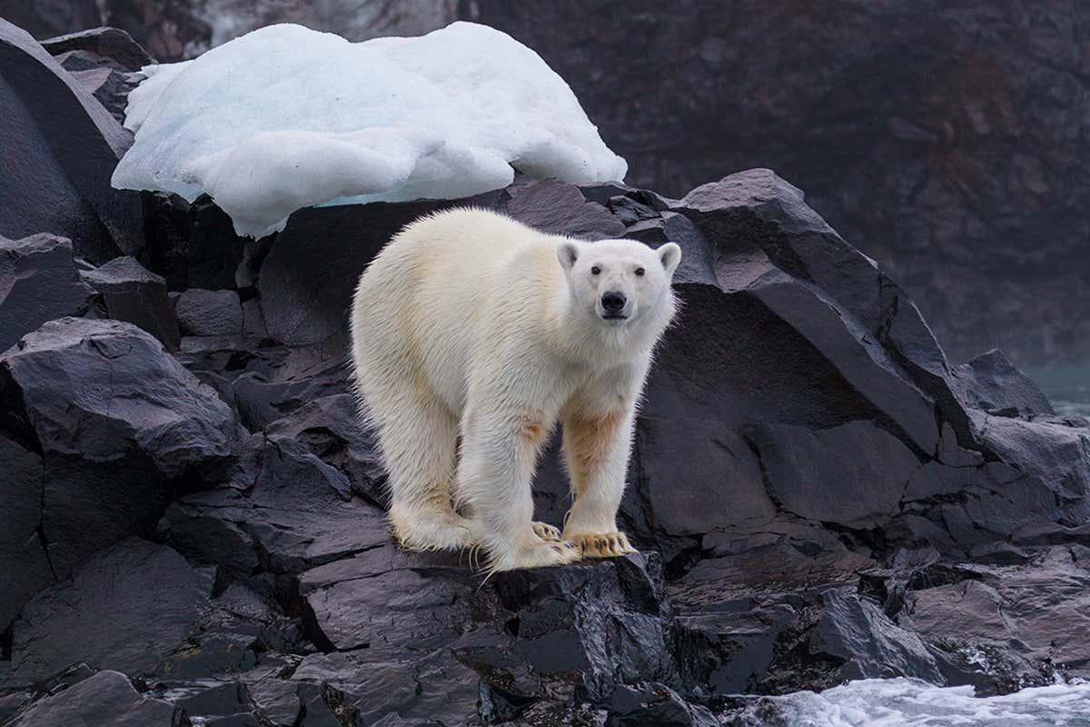 A polar bear on a rock